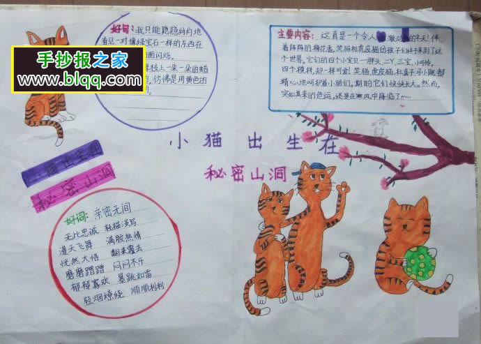 小猫出生在秘密山洞手抄报图片