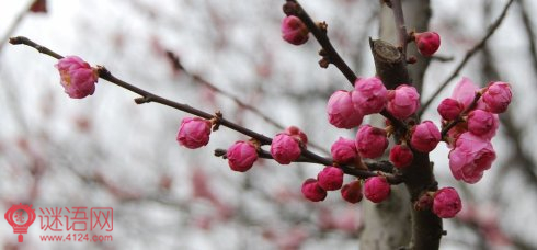 梅花二首 苏轼 赏析