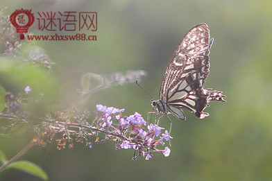 木兰花晏殊翻译赏析