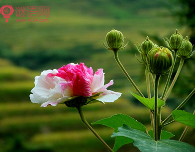 湘岸移木芙蓉植龙兴精舍翻译