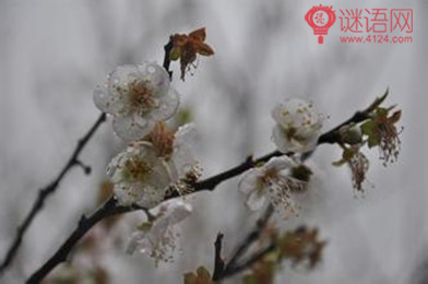 十一月中旬至扶风界见梅花翻译