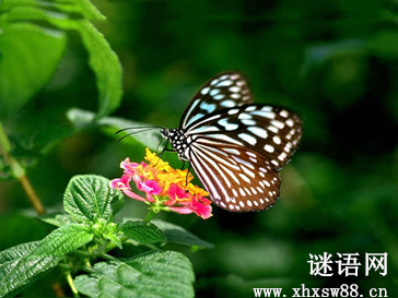 蝶恋花暖雨晴风初破冻