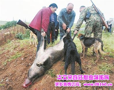 关于猎狗咬野猪的图片，180斤藏獒咬死野猪图