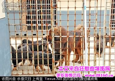 关于猎狗咬野猪的图片，180斤藏獒咬死野猪图