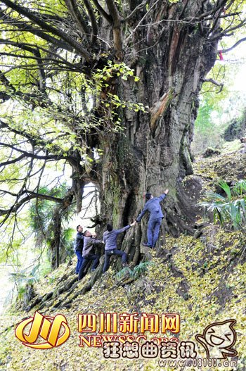 四川现2200岁银杏古树，10几个人才能合抱