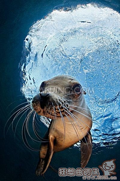 加州海狮嘴里有多少颗牙？海狮和海豹有什么区别？