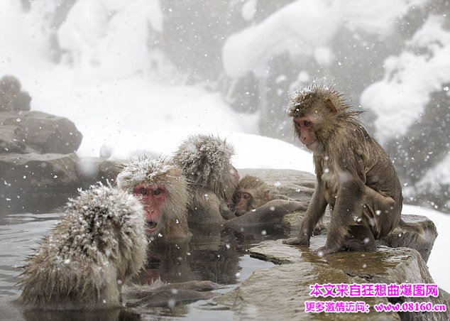 日本雪猴销魂泡温泉，日本雪猴冬日泡温泉