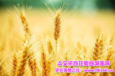 中储粮收购粮食打白条，资金乱用