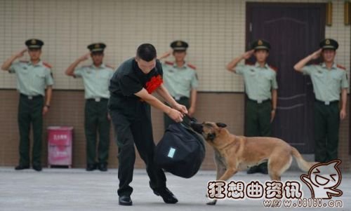 老兵退伍警犬不放，国外老兵收养退役军犬再续前缘！