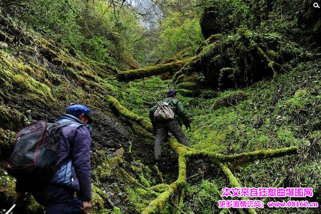 四川雅安村民绝壁摘燕窝 拼命搏富贵汤（组图）