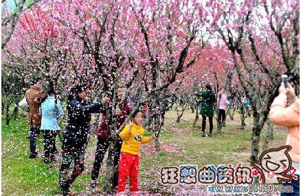 关于游客落花雨拍照的行为你怎么看？为了拍照竟狂摇桃花树