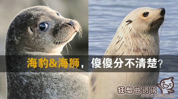 加州海狮嘴里有多少颗牙？海狮和海豹有什么区别？