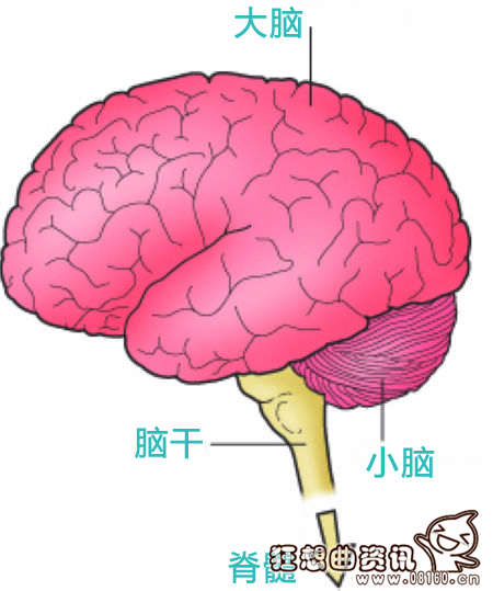 脑死亡是不是已经死了？脑死亡的诊断标准最新或2022（历届）年最新