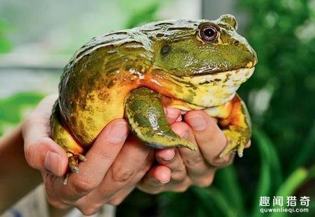 全球十大最毒食物 你肯定吃过一些